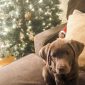Chester the Health Elf’s Furry New Friend!